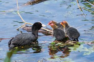 D85 2400 Jun 10 2019 12-00 